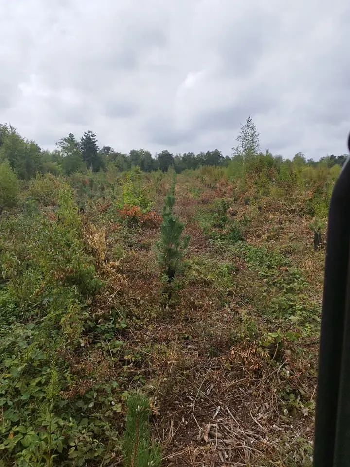 travaux forestiers (5)