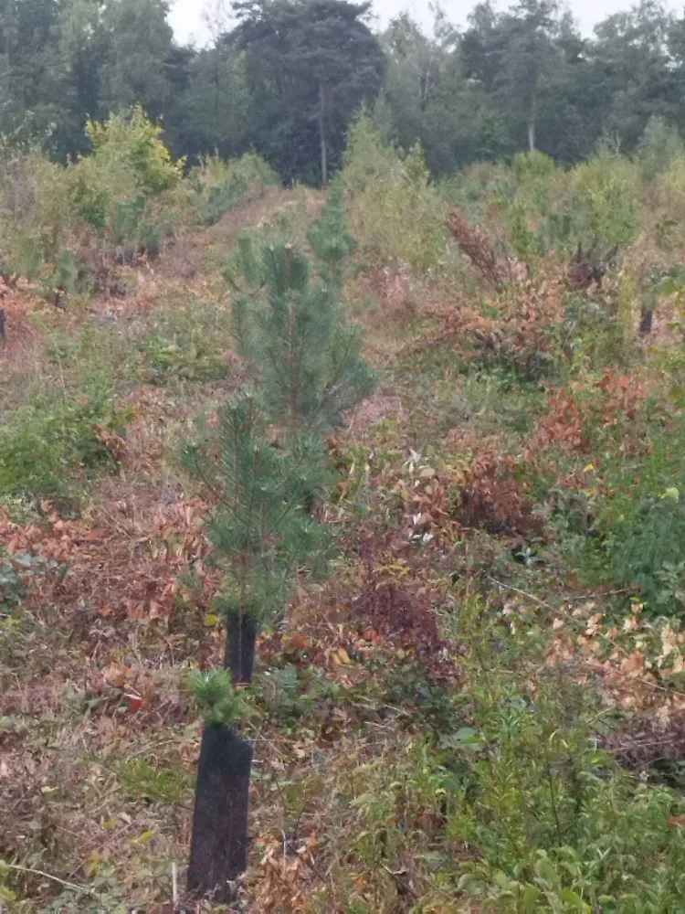 travaux forestiers (6)